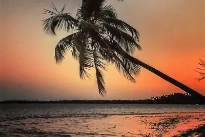 פאזל של natural