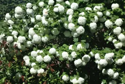 פאזל של boule de neige