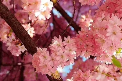 פאזל של flores