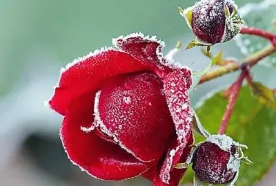 פאזל של flores