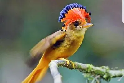 natural jigsaw puzzle