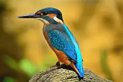 natural jigsaw puzzle