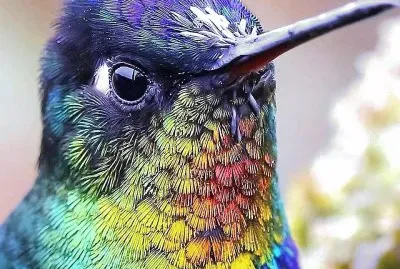 natural jigsaw puzzle