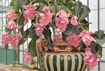 flores jigsaw puzzle