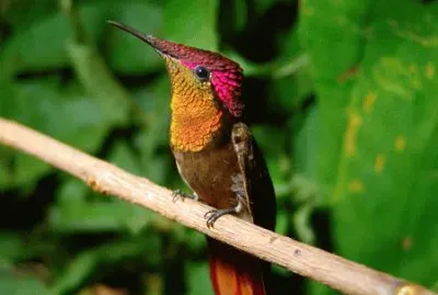 Colibri rubino-topazio