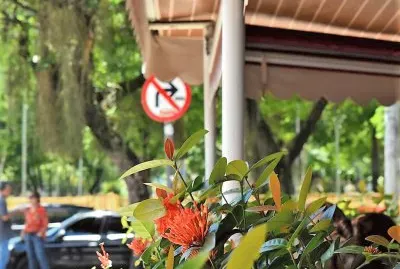 פאזל של flores