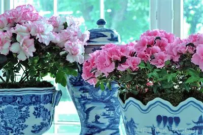 פאזל של flores