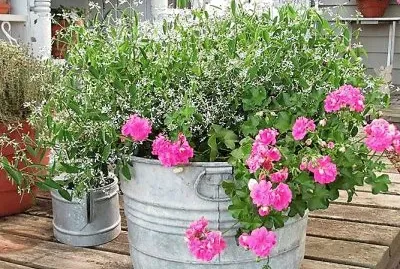 פאזל של flores