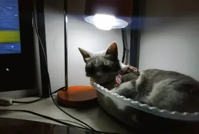 misha