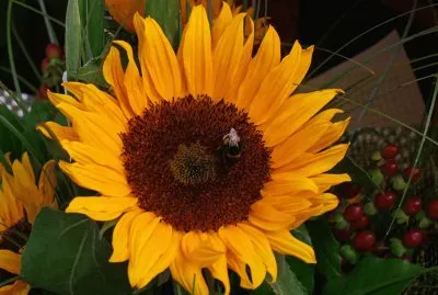 Sunflower