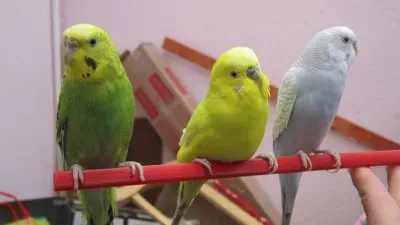 פאזל של Animalitos hermosos