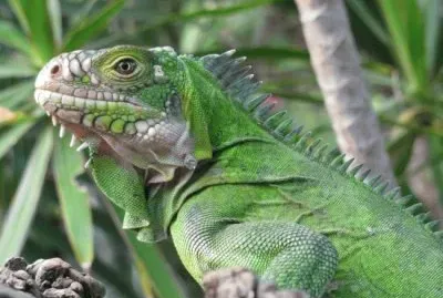 iguana