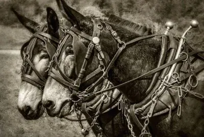 mule team jigsaw puzzle