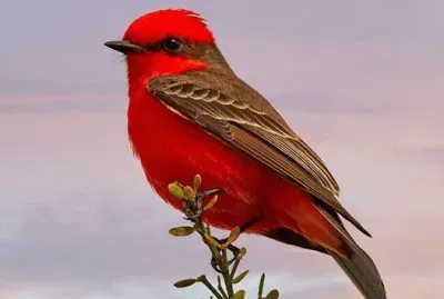 Red bird