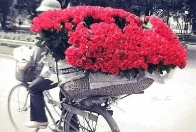 flores