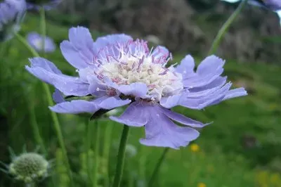 flores