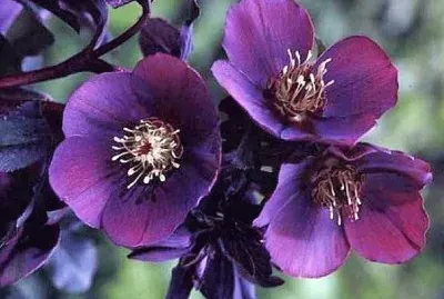 flores