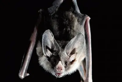 natural jigsaw puzzle