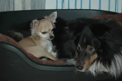 Asko und Spike