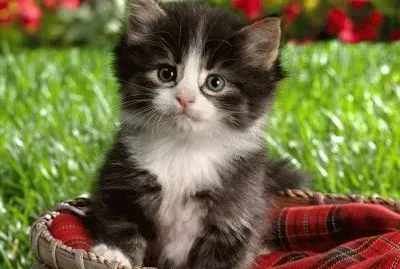 פאזל של gatito tierno