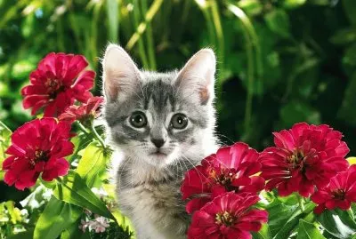Gatito