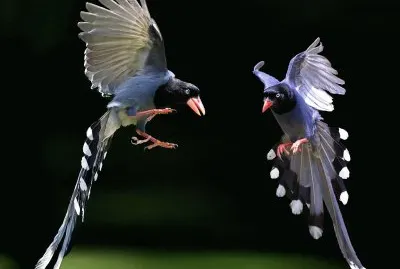 פאזל של natural
