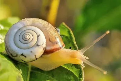 natural jigsaw puzzle