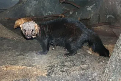 Tayra