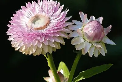flores