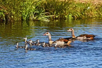 פאזל של aves aquáticas