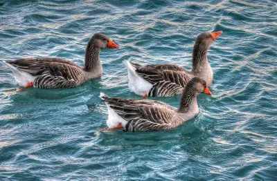 פאזל של aves aquÃ¡ticas