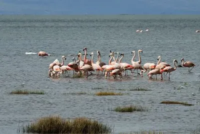 aves aquÃ¡ticas