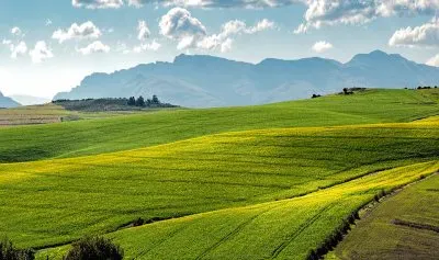 campo