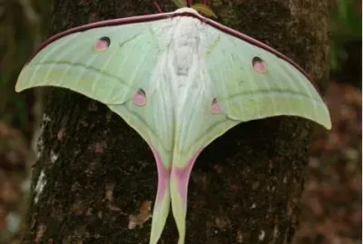 Actias selene