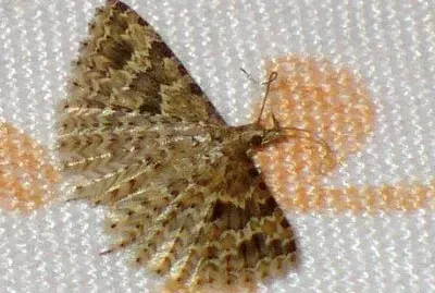 Alucita