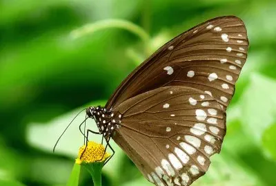 Euploea core