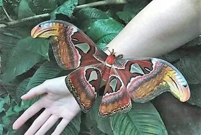 natural