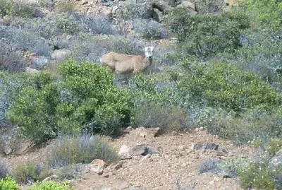 Venado
