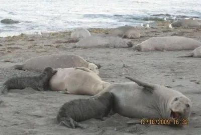 Elefantes marinos