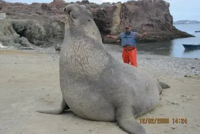Elefante marino