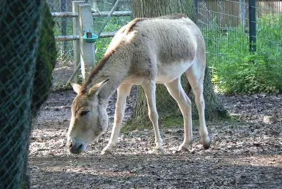 Kulan