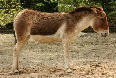 Kiang