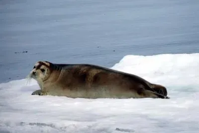 Foca barbata jigsaw puzzle