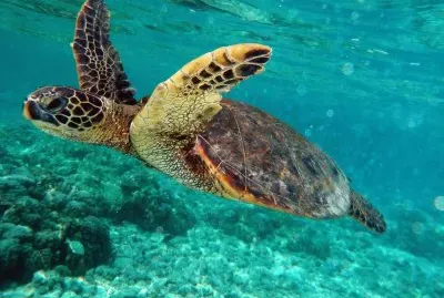 Tartaruga embaricata