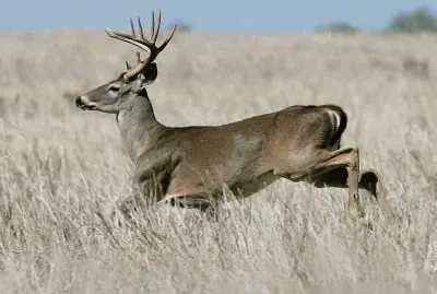 VENADO