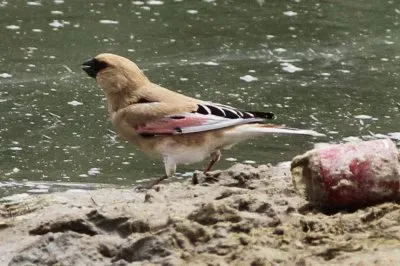 Trombettiere del lichtenstein