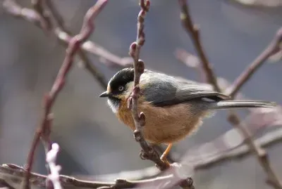 Codibugnolo fronterossiccia