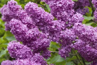 lilas jigsaw puzzle