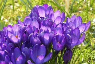 Flor