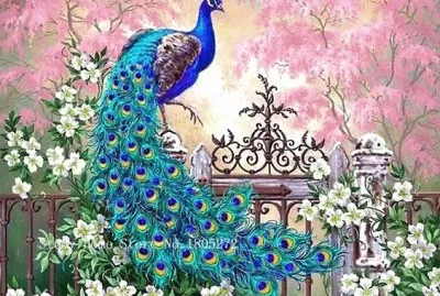 Colorful Peacock